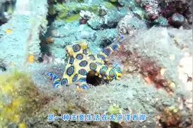 最危险的章鱼：蓝圈章鱼属图片