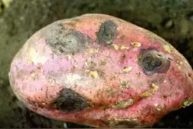 红薯患黑斑病是什么原因？有哪些防治方法？图片