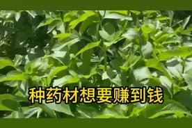 2025年前景比较好的八个中药材，不愁销路，收益可观，收藏图片