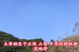 公墓墓地为什么种柏树有哪些寓意图片