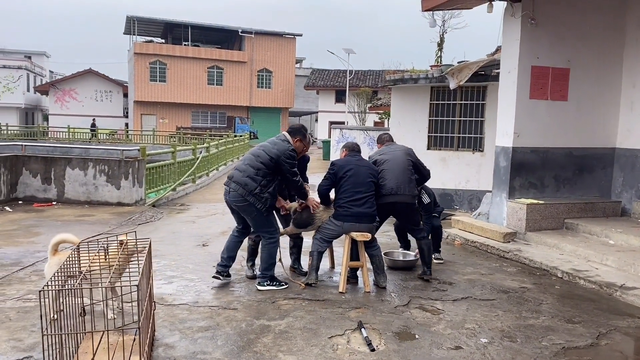 江西一个有名的热水村，把猪放进泉水里，脱猪毛就像脱衣服一样快