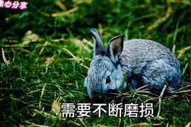 兔子生活习性大揭秘🐰🌱图片