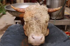 54斤大牛头，半吨给兄弟们做“辣卤牛头” #牛头图片