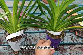 萱草品种多，耐寒又耐热，入夏就能花不停，花径能开15厘米图片