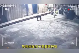 狗狗突然间躁动不安，然后倒地不起，到底发生了什么图片