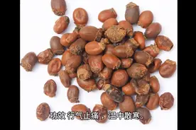 每日中药—荔枝图片