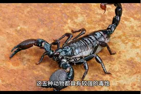 “五毒”是指哪五毒图片