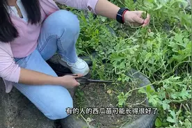一棵西瓜苗想结7-8个大西瓜，修剪枝条很重要，方法简单...图片