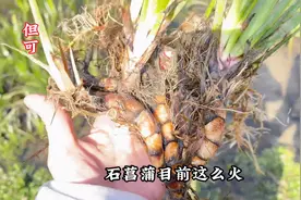 目前最火的中药材：石菖蒲，据说亩产值在6，7万一亩#但...图片