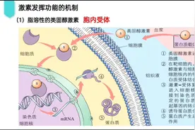 激素调节的几种机制 #图片