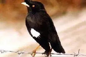 八哥是不是要剪舌头才能说话？图片