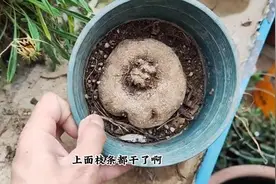 可以室内养的爬藤，根据就像“大土豆”，耐阴能养很多年图片