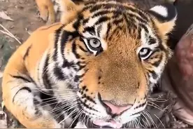 东北虎是六边形战士，一生只能撸一次的大猫 #老虎图片