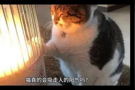 猫真的会吸走人的阳气吗？图片