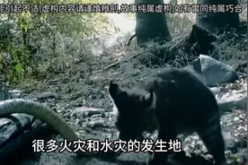 你知道为什么野猫会在你家门前叫唤么？#民间故事#图片