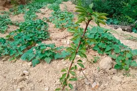 一棵红薯长几根主蔓最好？图片