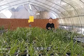 养兰花几天浇一次水？有的说1天，有的说10天，资深兰友...图片