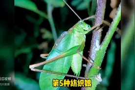 夏天的夜晚，十大昆虫叫声，可以组成一个交响乐团！图片