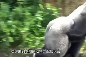 【动物交配】交配会产生死亡率的动物你们见过吗？图片