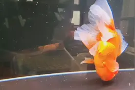 金鱼翻肚子 不是喂得少 而是喂的不对图片