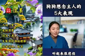 狗狗想念主人的5大表现，你怎么才回来？图片
