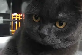 公猫绝育之后我怎么照顾它，还有绝育以后食量明显减小，这...图片