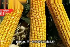 农民朋友注意了！瑞普909一亩地多少株，你知道吗？图片