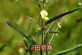 每日一味中药——田皂角图片