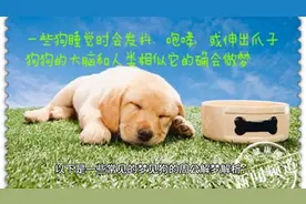 周公解梦之《梦见狗》，快看看你的梦有什么预兆！图片