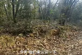 带大家认识一下，我们这边常见的10种毒野生菌图片