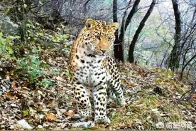 在太行山附近，有一种猫科动物叫‘土豹子’，你知道是什么吗？图片