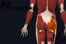 【臀大肌的秘密（中）】骶髂关节痛，坐骨尾骨痛，还有这种...图片