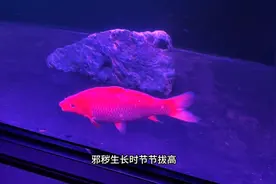 养灵宠第51天：禄根、人参、何首乌图片