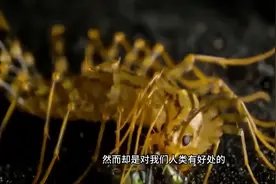 如果家里进了这种虫子，千万别一脚踩死，别怪我没有提醒过你图片