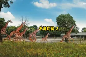 水淹蛇窝后续来了 水淹蛇窝后续#蛇图片