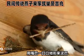 燕子归巢于家：吉祥如意的预兆图片