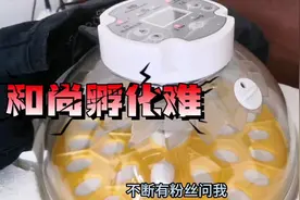 和尚孵化难？别以为成功孵化了，牡丹玄凤就能成功孵和尚图片