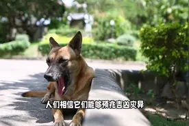 古人认为狗是具有灵性的动物，能预兆吉凶灾异图片