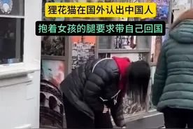 狸花猫在国外认出中国人，抱着中国人大腿要求带它回国！图片