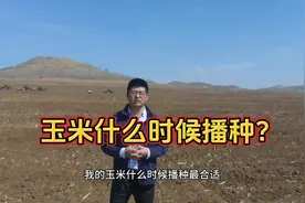 玉米什么时候播种最好？#2024新农人计划图片