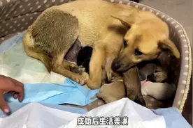 退化梦见小女孩图片