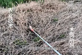 烂根除草剂选哪种？图片