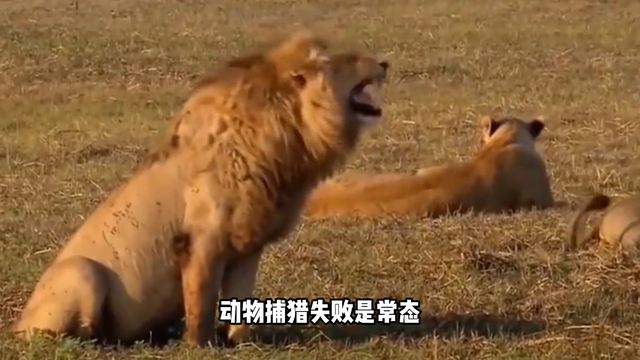 为什么吃过人的动物必须死？