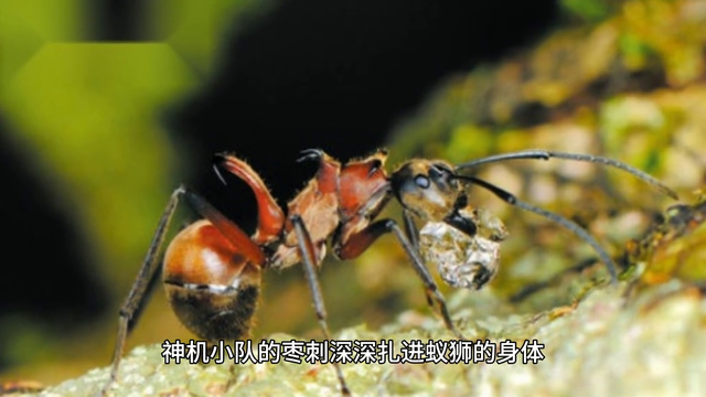三年级数学童话故事 营救蚁宝宝