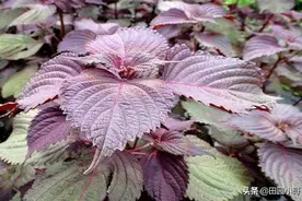 紫苏卖的很贵，它有啥营养价值？如何种植呢？图片
