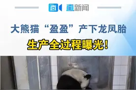 #大熊猫盈盈产下龙凤胎 8月15日，香港海洋公园的大熊猫“盈盈”喜诞双胞胎，据悉“盈盈”是全球最年长初次产子大熊猫，“盈盈”今年19岁，换算成人类年龄大约是“57岁”。视频封面