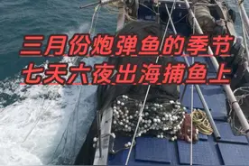 炮弹鱼的季节七天出海记录 ##围网灯光鱼船 #渔民出海真实记录 #广东围网灯光渔船 #带你去体验渔民的生活 ##带你去体验渔民的生活期待满载而归视频封面
