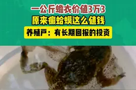 一公斤蟾衣价值3万3，原来癞蛤蟆这么值钱！ 养殖户：有长期回报的投资#蟾蜍  #养殖  #三农  #新农人计划2024 #抖音助农 @抖音短视频视频封面