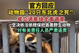 安徽阜阳回应动物园“20只东北虎之死”：成立调查组全面调查。 #官方回应动物园20只东北虎死亡视频封面