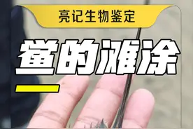 来广西合浦看看这的鲎有多少？视频封面